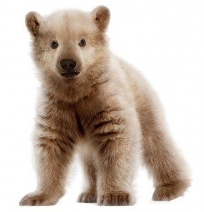 light brown baby bear
