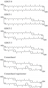 The archaea have a lipid molecule in their membrane that can vary slightly in its structure. At the bottom are two forms of this lipid with five rings of carbon, which are more common when the organism grows in colder water. The new study finds the membrane lipid structure also shifts under low oxygen.