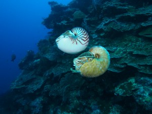 Nautilus pompilius swimming above Allonautilus scrobiculatus off the coast of Ndrova Island in Papua New Guinea.