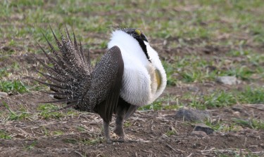 male sage grouse