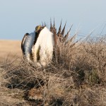 male sage grouse