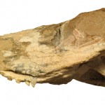 Photograph of the skull of Ichibengops munyamadziensis.