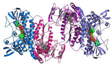 protein folding image