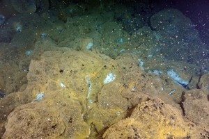 orangey rocks with white patches