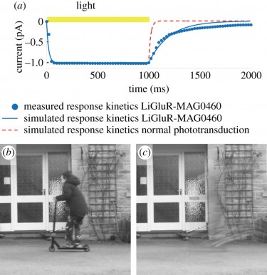 Limitations in sight recovery technologies can cause fast-moving objects to seemingly disappear, as shown in this image of a child on a scooter.