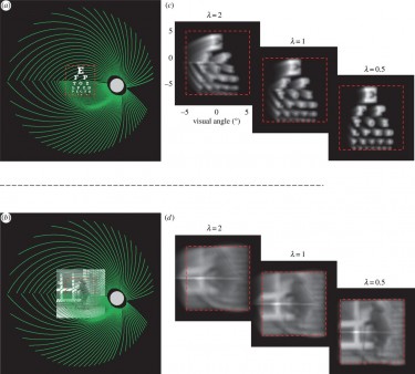 The black and white images show the type of visual distortions that might result from electrically stimulating the retina.
