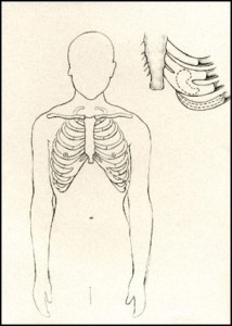diagram of ribs
