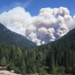forest fire burning