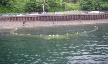 UW researchers enclose an area of water next to a restored beach at Seacrest Park in Elliott Bay to collect young salmon.