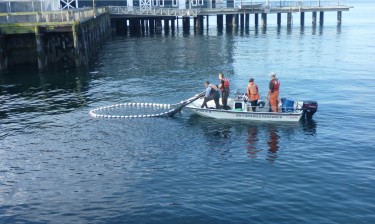 Researchers use a net to collect and count young salmon along an armored site in Elliott Bay near the Seattle Aquarium.