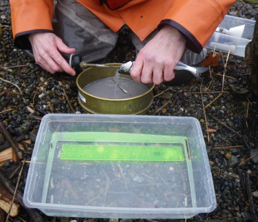 A juvenile Chinook salmon's stomach is flushed so researchers can see what the fish ate recently.