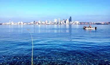 UW researchers sample for young salmon and invertebrates along a restored beach at Seacrest Park in Seattle's Elliott Bay.