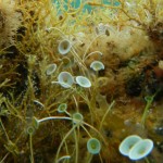 Mermaid's wineglass algae.