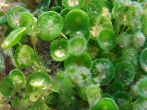 Mermaid's wineglass algae from a site with high carbon dioxide