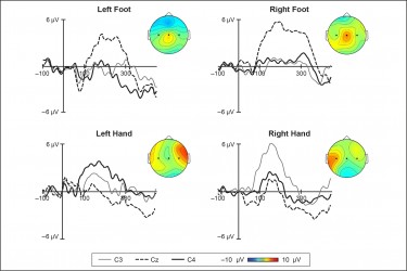 In a recent experiment, 7-month-old babies wore caps fitted with sensors that record brain activity. The study found that touches to infants’ hands and feet resulted in different patterns of activity in the part of the brain that processes touch.
