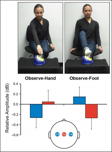 A study showed that body maps in the infant brain are activated by seeing other people carrying out actions with different parts of the body.
