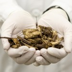Poplar materials, including bark, leaves and wood, are used to make cellulosic ethanol.