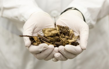 Poplar materials, including bark, leaves and wood, are used to make cellulosic ethanol.
