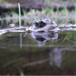 frog peeking out of water
