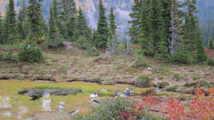 wetland with conifers in background