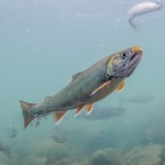 dolly varden trout