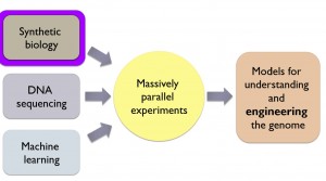 The UW team used synthetic biology and DNA sequencing techniques to create a massive library of genetic data. By training a machine learning algorithm on that large synthetic dataset, the UW model can make accurate predictions about the human genome.