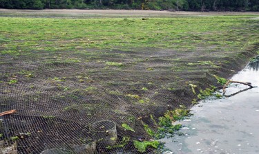 Netting is stretched across PVC pipes in a geoduck farm in Case Inlet.