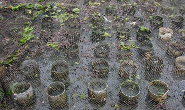 PVC pipes are covered with netting in a geoduck farm.