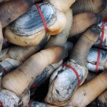 Geoduck clams after harvesting.