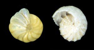 Elphidiella hannai, a species of foraminfera found in Bellingham Bay and Bremerton, in its healthy form (left) and partially dissolved (right).