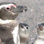 Adult Magellanic penguin and two chicks begging.