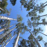 Trembling aspen.