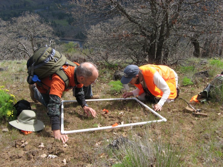 Volunteers examine Bolander's linanthus (Leptosiphon bolanderi) in Klickitat County.