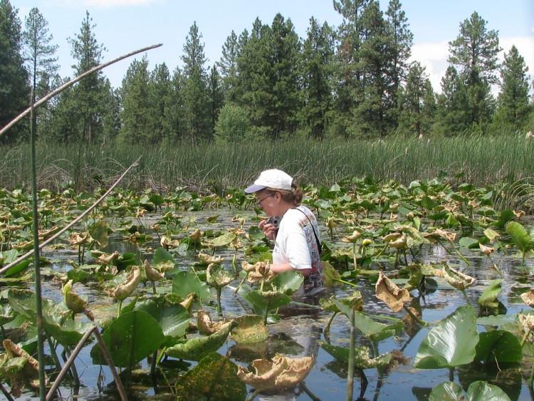 Brenda McCracken is waist deep looking for water howellia (Howellia aquatilis) in Spokane County.