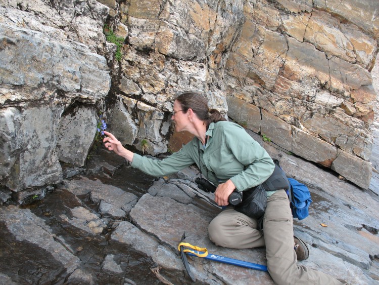 Volunteer Katie Messick searches for mountain harebell (Campanula lasiocarpa) in Snohomish County.