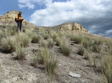 Documenting Penstemon eriantherus in Chelan County.