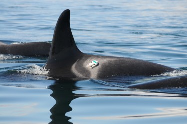 Digital acoustic recording tags temporarily attached to killer whales measured vessel noise reaching the whales.