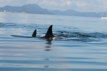 Digital acoustic recording tags temporarily attached to killer whales measured vessel noise reaching the whales.