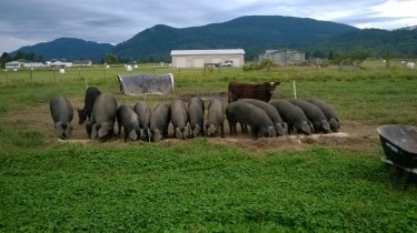 Jeff Richardson’s heritage breed pigs on his farm in the Skagit Valley.