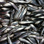 Pacific herring.
