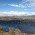 Wetland in Douglas County, Washington.