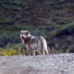 A wolf on the road in Denali.