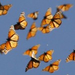 Monarch butterflies.