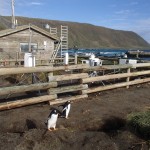 penguins in front of research station