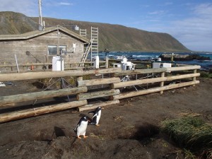 penguins in front of research station