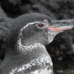 A Galapagos penguin.