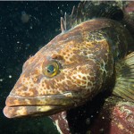 A lingcod fish