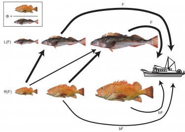 This diagram illustrates the dynamics of lingcod (top) and rockfish.