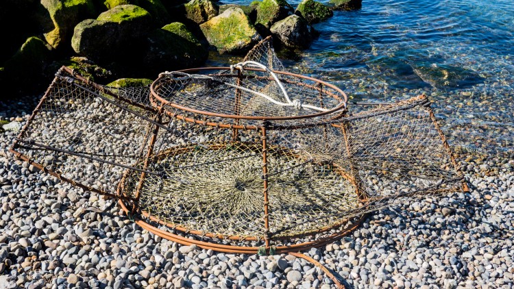 an example of a new lingcod trap