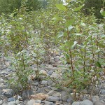 Young poplar and willow trees along the Snoqualmie River.